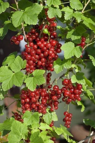 Ribes rubrum ´Red Lake´ , Rybíz červený, stromek, K12