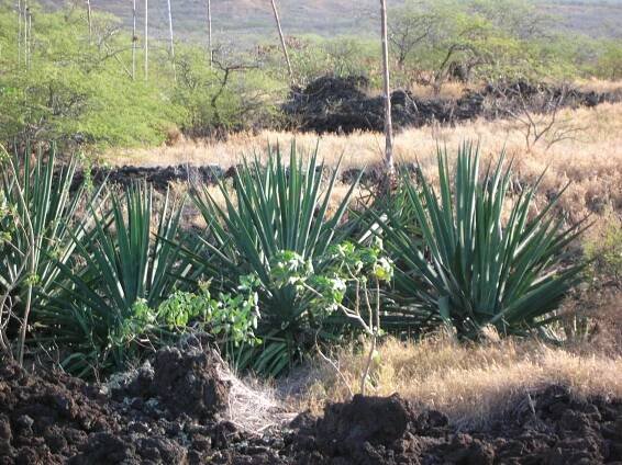 Agave sisalana