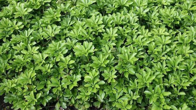 Ysander, Pachysandra terminalis