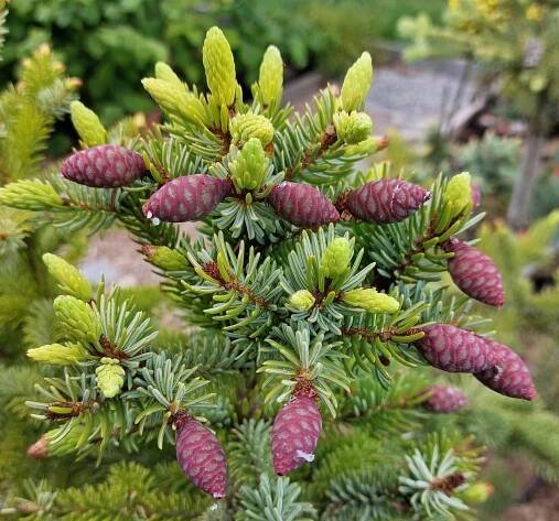 Smrk - Picea