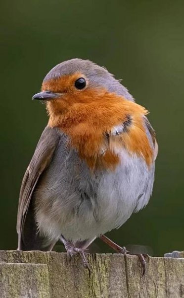 a small bird sitting on top of a wooden fence post in front of a green background