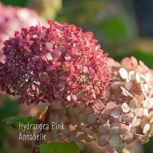 Hydrangea 'Pink Annabelle' | SlovenskeTrvalky.sk