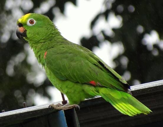 Loro