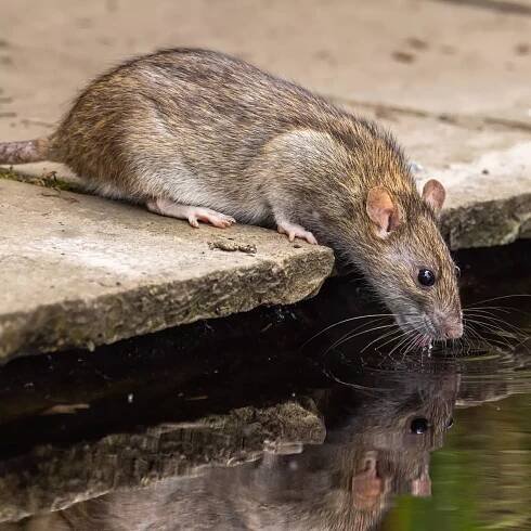 Rats 'will never enter your garden' due to plants 'they can't stand'