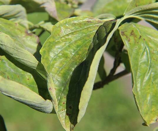 Wilting leaves