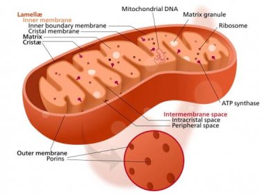 Soubor:Mitochondrion structure.svg – WikiSkripta