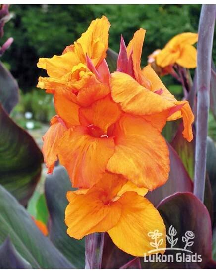 Canna WYOMING - dosna, kana - Lukon Glads s.r.o.