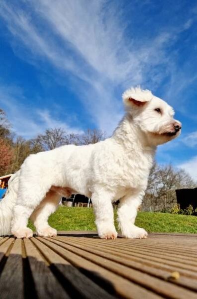 Coton-de-tuléar