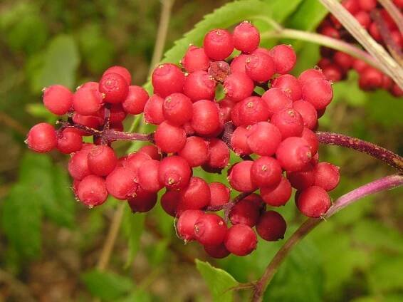 PKR/Sambucus racemosa – Wikiverzita