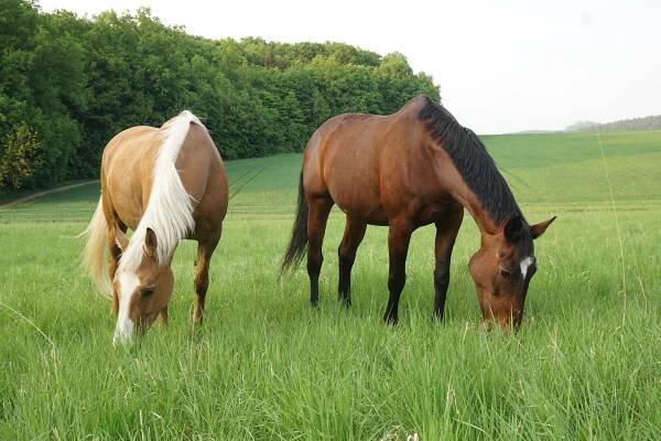 Impressionen – Freizeitreitstall Schammelsdorf