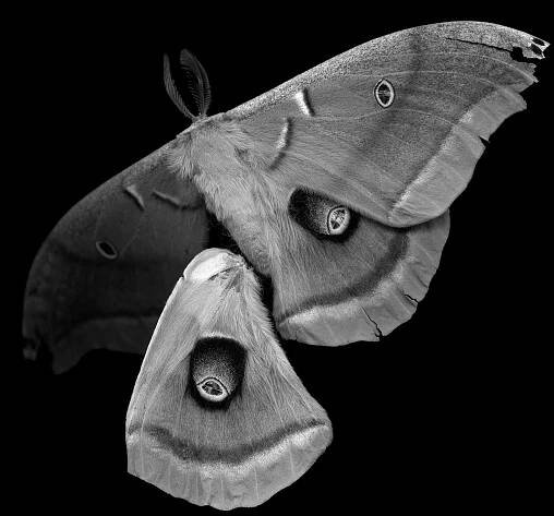 Antheraea polyphemus (polyphemus moth), 21st century, 2007, archival pigment print, 40x40"