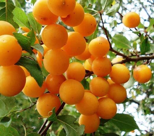 Category:Prunus domestica subsp. pomariorum - Wikimedia Commons