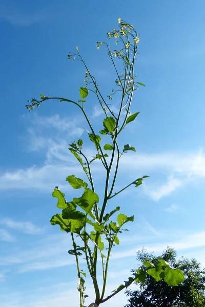 Brassica nigra (L.) W.D.J.Koch - Portale della Flora d'Italia / Portal to the Flora of Italy
