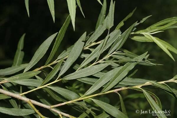 Vrba červená (Salix x rubra)