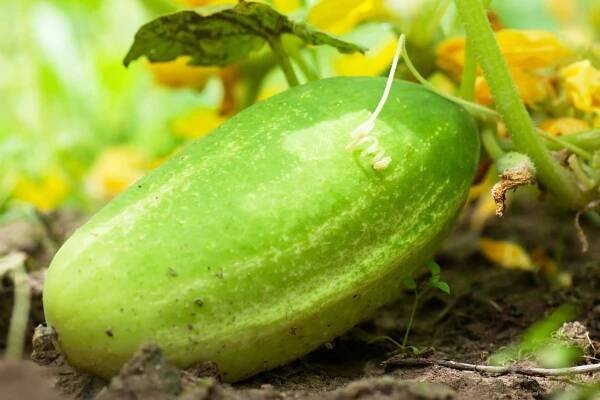 Cucumber Seed Collection: Tips For Harvesting & Saving Seeds From Cucumber