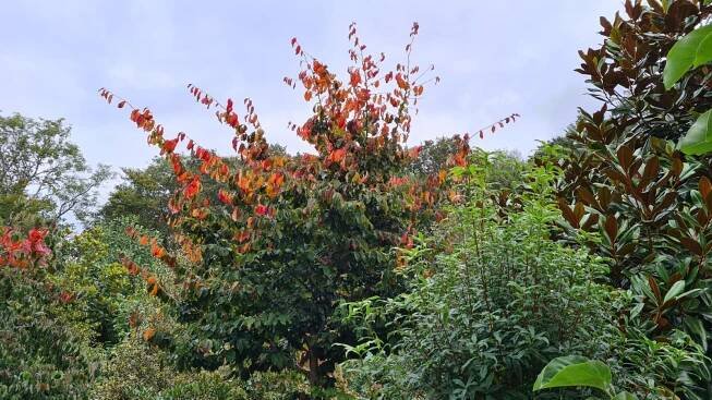 Parrotia persica 'Cobhay Upright'