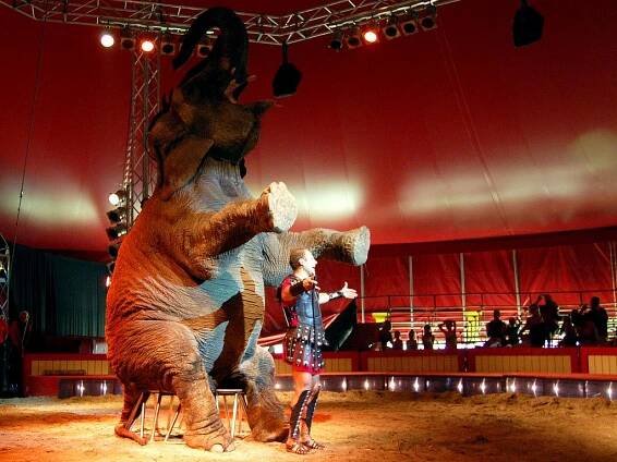 Strážníci versus cirkus Berousek - pokračování