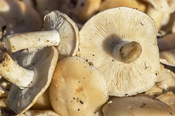 Čirůvka májovka (Calocybe bambosa)
