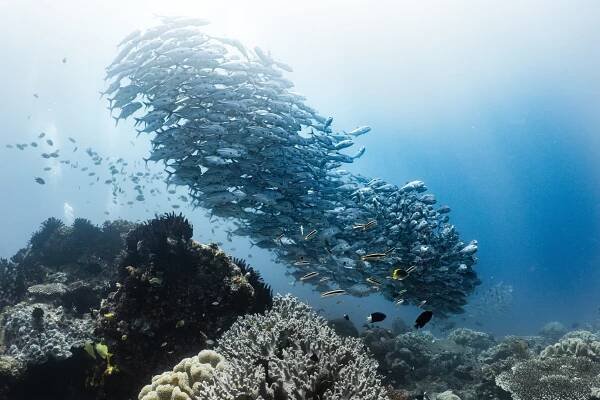 Mikołaj Syguda - Raja Ampat
