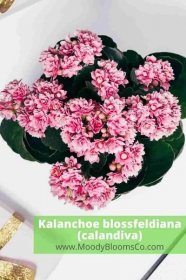 Kalanchoe blossfeldiana (calandiva)