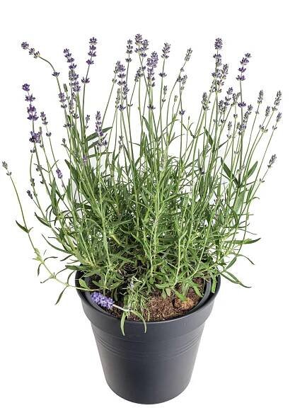 Levandule, Lavandula angustifolia Hidcote Blue Strain, skladem | ZAZUMi.cz