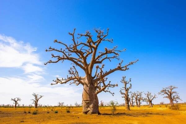Baobab