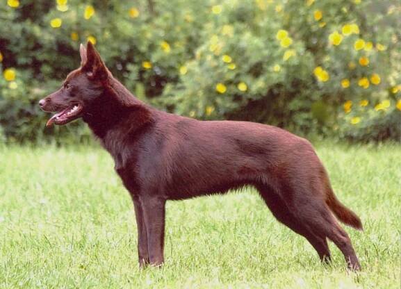 Australská kelpie