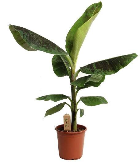Banánovník "Dwarf Cavendish" (Musa acuminata), 80-110 cm, pr. kv. cca 21 cm nakoupit u OBI