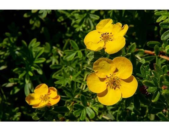 Potentilla fruticosa 'Tangerine' 20-30 cm C 1,5 L
