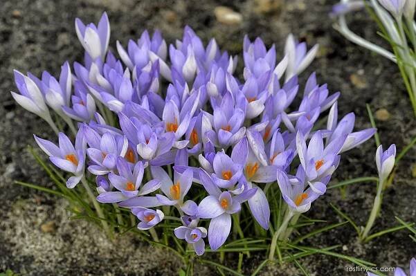 Šafrán jarní Vanguard (Crocus vernus), květy, květenství