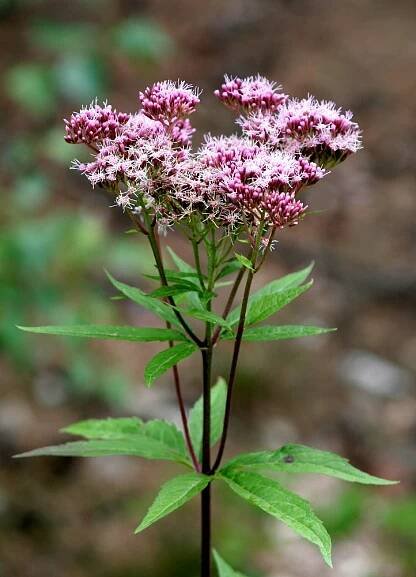 Obrázek - Eupatorium cannabinum (sadec konopáč) | BioLib.cz