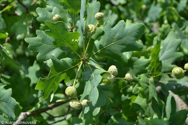 Quercus robur – dub letní (křemelák) • Pladias: Databáze české flóry a vegetace