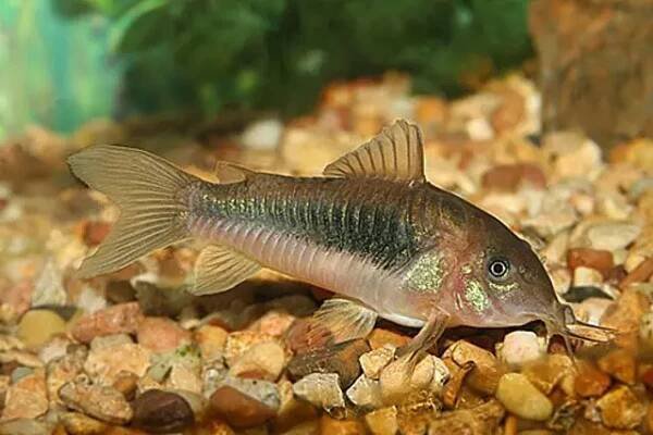 Pancéřníček zelený (Corydoras aeneus)