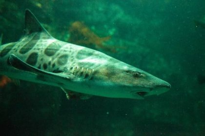 Leopard Shark Spotted in California Lake