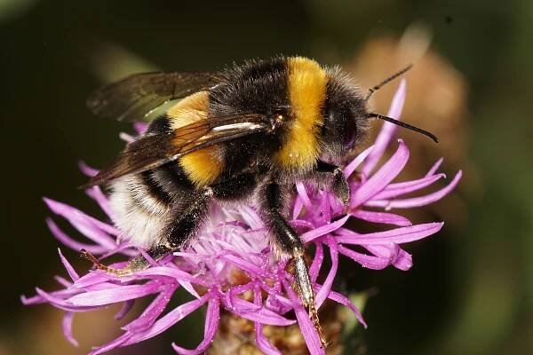 Obrázek - Bombus magnus (čmelák větší) | BioLib.cz