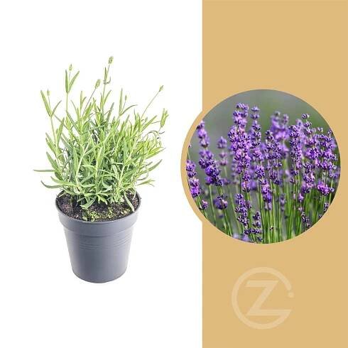 Levandule lekařská, Lavandula angustifolia Felice, skladem