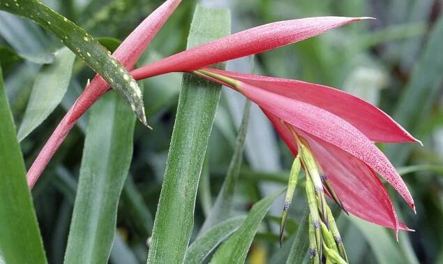 Zimmerhafer (Billbergia nutans) 