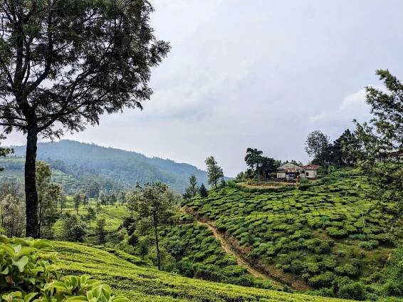 nuwara eliya sri lanka