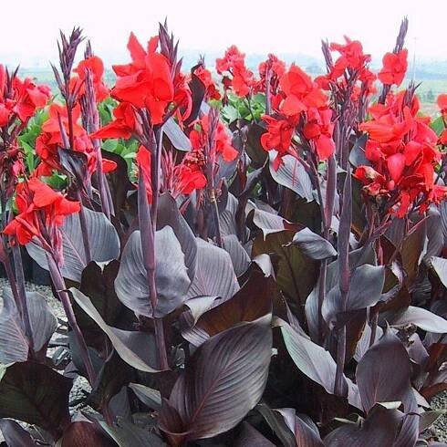 Canna indica - Kana indická červená P17