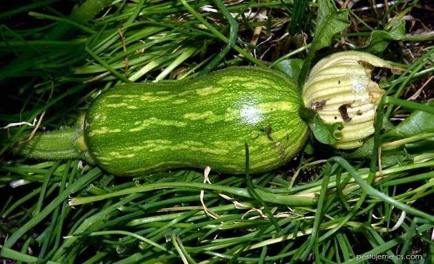 Tykev pižmová Beja - Cucurbita moschata
