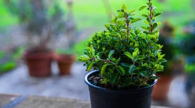 In a sleek black pot, a fragrant marjoram herb exudes a sense of vitality, its aromatic leaves promising culinary delights. The blurred backdrop reveals an assortment of potted companions, forming a harmonious garden symphony.

