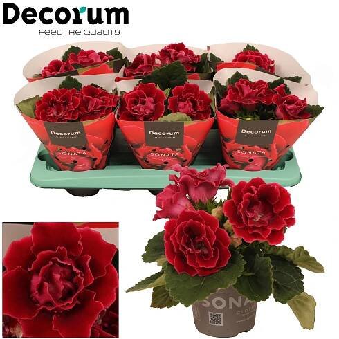 Gloxinia Sonata red - Red