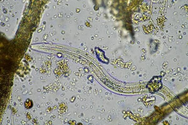 Mikroorganismy a půdní biologie, s hlísticemi a houbami pod mikroskopem. ve vzorku půdy a kompostu na farmě — Stock obrázek