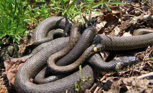Soubor:Mating of Grass snakes (Natrix natrix).jpg