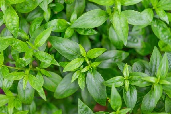 Ako echinacea pôsobí na vírusy a baktérie? ŠTÚDIA ~ Herbárium Projekt
