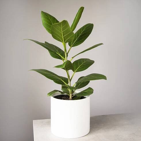 Ficus Audrey
