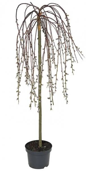 Vrba jíva Salix Caprea Kilmarnock; velikost květináče: ⌀ 19 cm