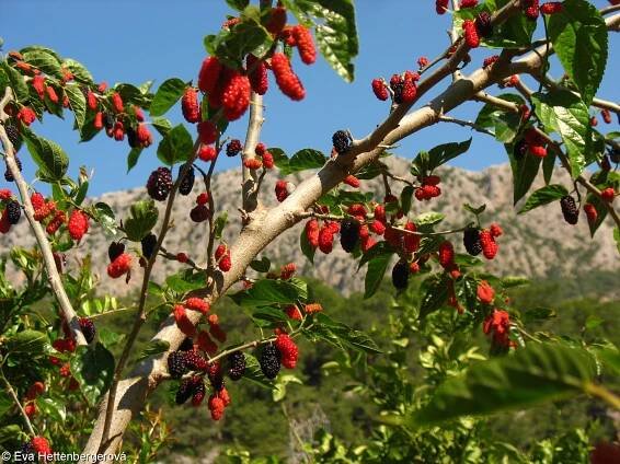 fotografický klíč k určování cévnatých rostlin :: BOTANICKÁ FOTOGALERIE