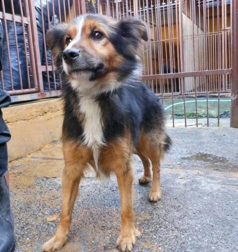 Psi k adopci z útulků, azylů a neziskových organizací