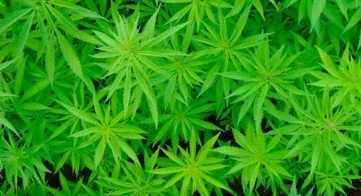Jak na pěstování marihuany pro začátečníky?